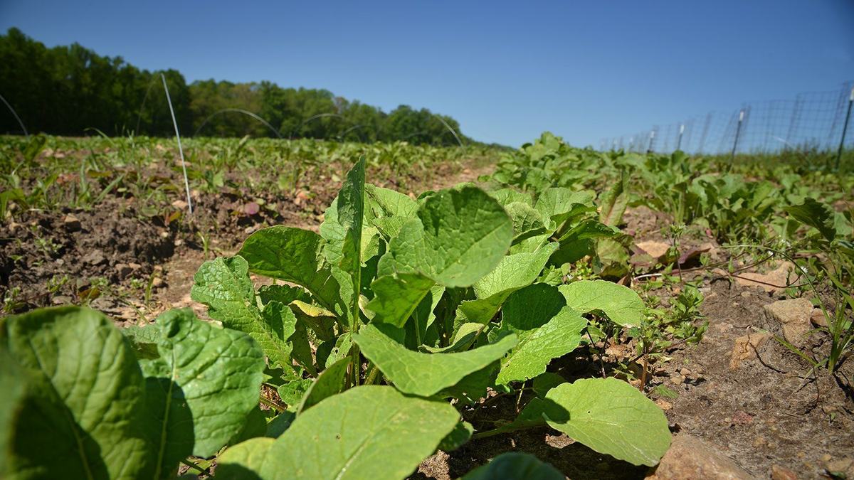 Young green leafy plants growing in a cultivated field under a clear blue sky