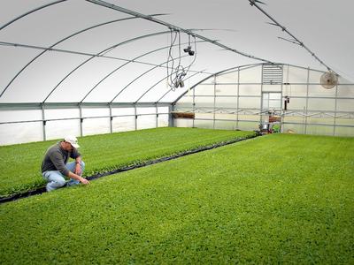 tobacco greenhouse