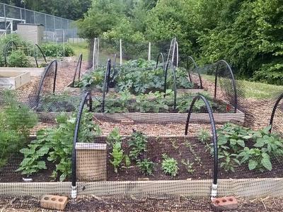 vegetables growing in raised beds