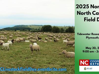 Flock of sheep grazing in a field; text: "2025 Northeast North Carolina Field Day, May 30, 2025"
