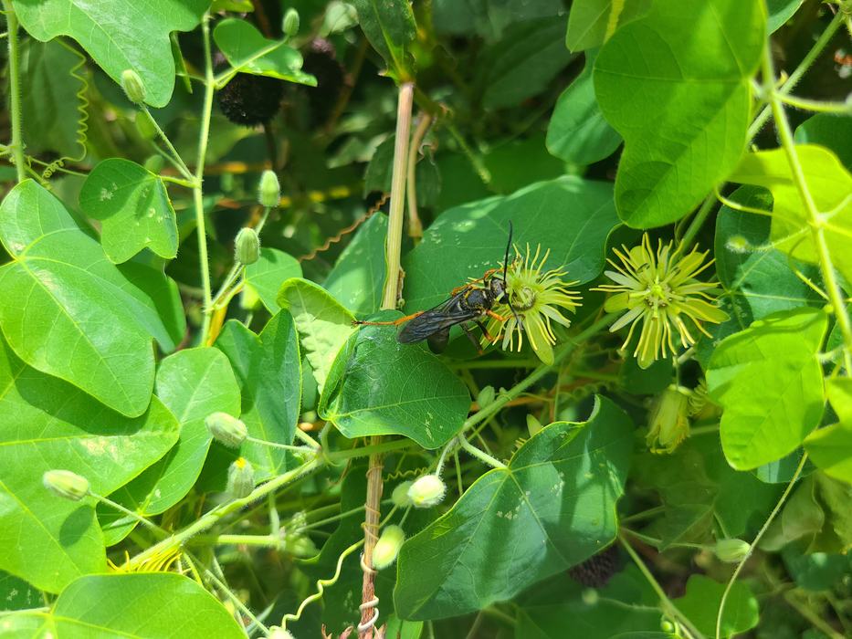 reat Golden Digger Wasp licks nectar from a passion flower this is a non-aggressive wasp