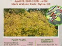 FREE Spicebush Seedling Give-Away, April 25 2025, 2–4 PM, Mark Watson Park, Sylva NC