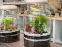 Terrariums with plants inside