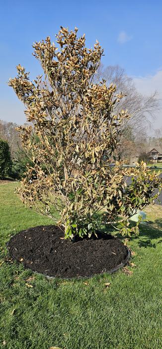 magnolia dying