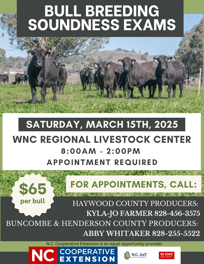 Herd of black bulls; text: "Bull Breeding Soundness Exams — Saturday, March 15, 2025 — $65 per bull"