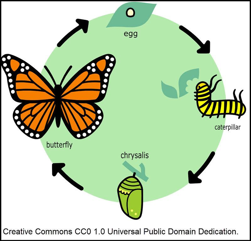monarch lifecycle