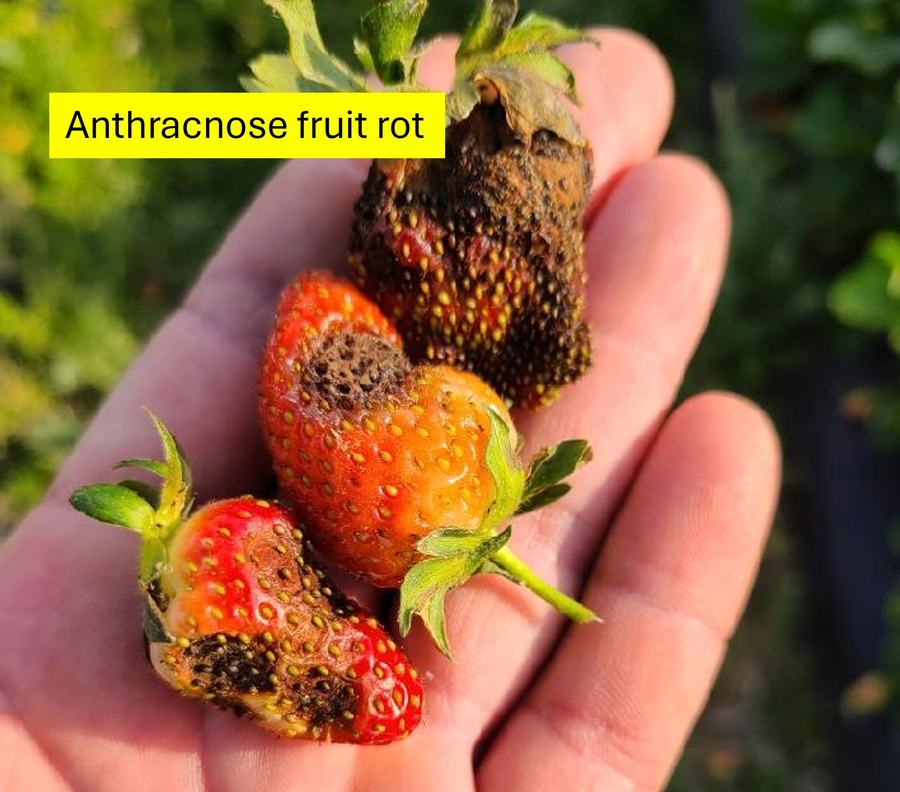 Black and yellow rotting on strawberries with the caption Anthracnose fruit rot.