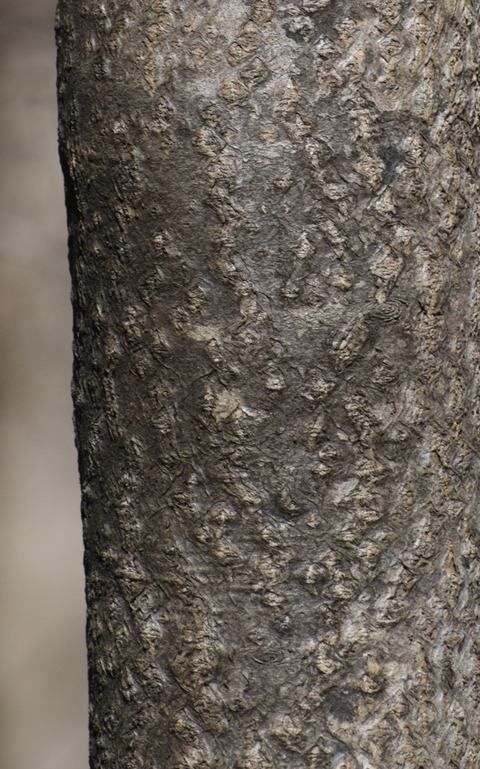 Close-up of rough brown tree bark with knobby texture