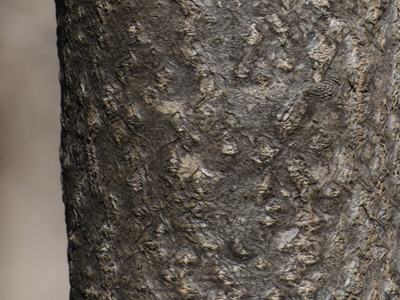Close-up of rough brown tree bark with knobby texture