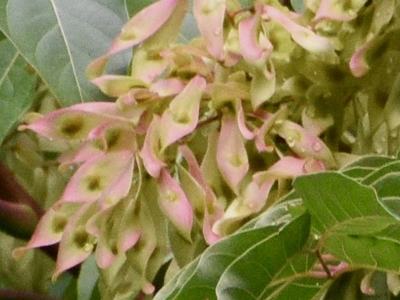 Cluster of pink-green winged seed pods (samaras) among large green leaves