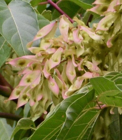 On the Lookout for Non-Native Invasive Plants: Tree-of-Heaven - Madison  County Center | N.C. Cooperative Extension