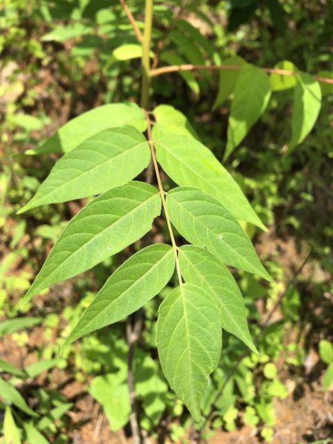 Compound pinnate green leaf with alternating leaflets over sunlit forest floor