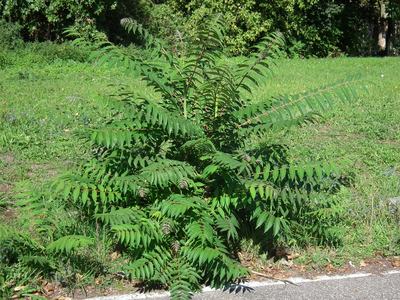 Sapling with long pinnate leaves growing at a roadside edge in a grassy area