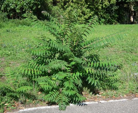 Sapling with long pinnate leaves growing at a roadside edge in a grassy area