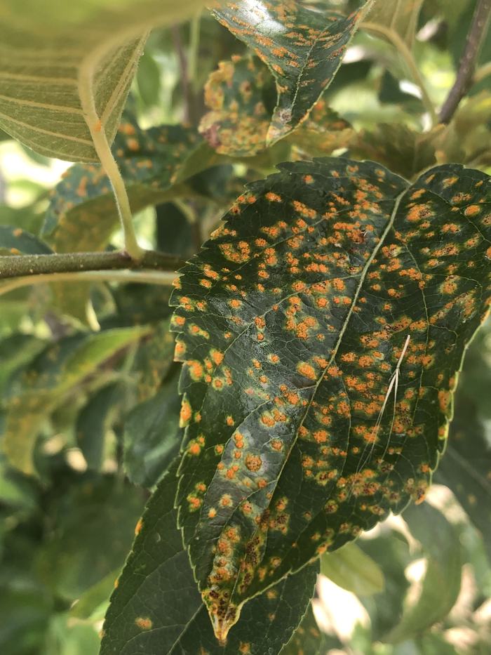 Apple rust on leaf