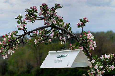 Insect trap in a blooming apple tree