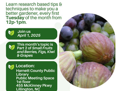 Lunch & Learn — NC State Extension MG; 4/1/25 12–1pm; Topic: Figs, Kiwi, Grapes; Harnett Co. Lib.
