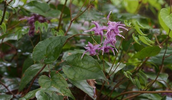 April Ornamental Highlight: Epimedium (Bishop's Hat) - Buncombe County  Center | N.C. Cooperative Extension