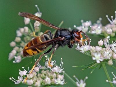 asian hornet sits on a white flower this is an invasive insect that is heading to NC