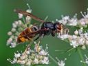 asian hornet sits on a white flower this is an invasive insect that is heading to NC