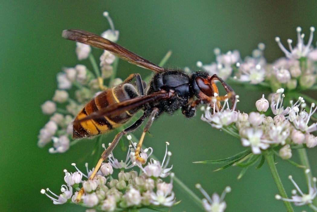 asian hornet sits on a white flower this is an invasive insect that is heading to NC