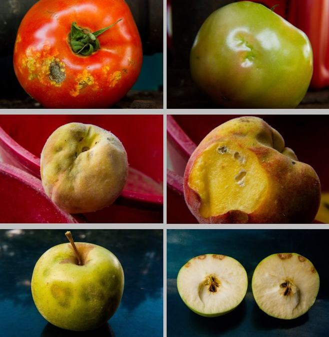 Brown marmorated stink bug damage on (top to bottom) tomato, peach, and apple. Damage appears as discoloration similar to bruising.