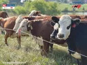 Herd of cattle behind electric fence with NC Cooperative Extension and Beef Quality Assurance logos