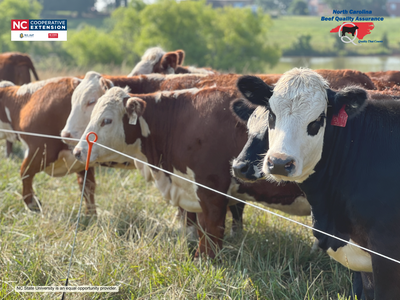 Herd of cattle behind electric fence with NC Cooperative Extension and Beef Quality Assurance logos