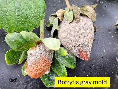 Tan-grey mold on strawberry labeled Botrytis gray mold