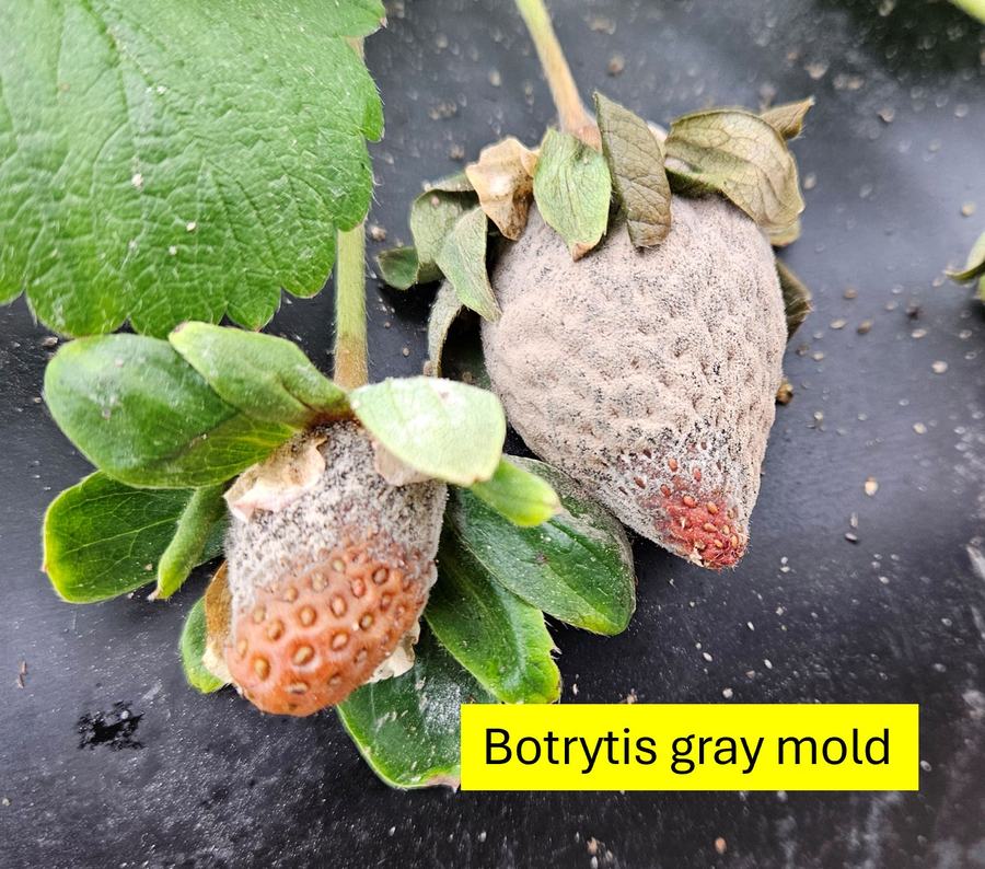 Tan-grey mold on strawberry labeled Botrytis gray mold