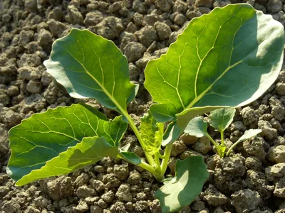 Broccoli seedling