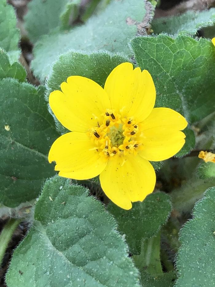 Flower close-up (Durham County, NC)-Spring Andrea Laine CC BY-NC4.0