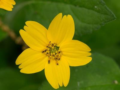 Chrysogonum repens; dogtooth77; CC BY-NC-SA 2.0