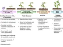 Timeline showing the considerations for cotton pests throughout the growing season