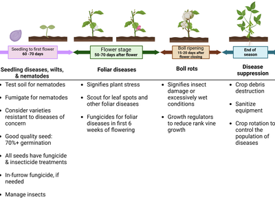 Timeline showing the considerations for cotton pests throughout the growing season