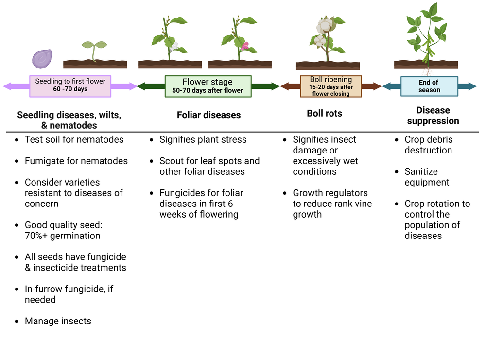 Timeline showing the considerations for cotton pests throughout the growing season