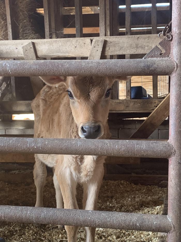 cow at farm