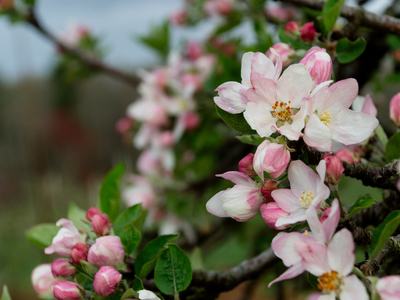 Apple blooms