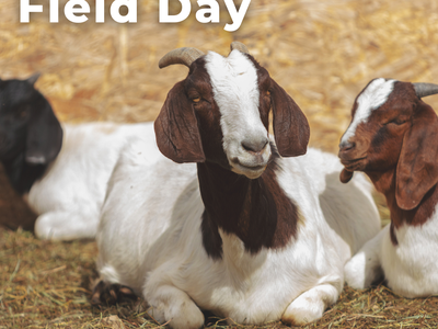 Flyer for class, features image of goats laying down.