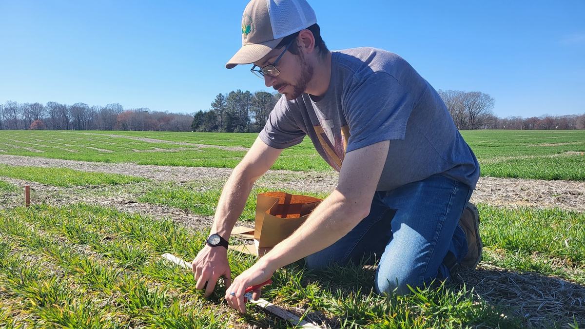 Person kneeling in field measuring plants with a ruler and placing samples in a paper bag