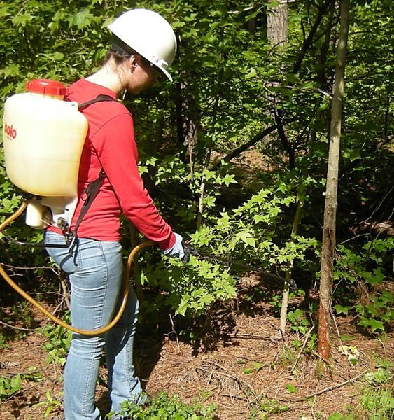 Pesticide applicator applying herbicide using a basal cut.