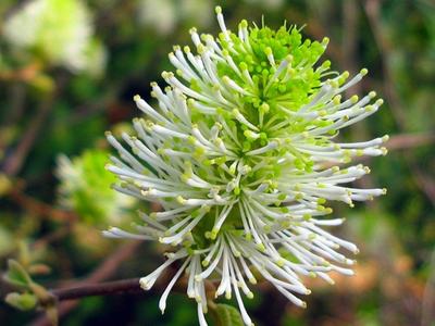 Spherical green-and-white flower cluster with radiating thin tubular stamens on a stem