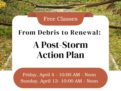 From Debris to Renewal: A Post-Storm Action Plan
