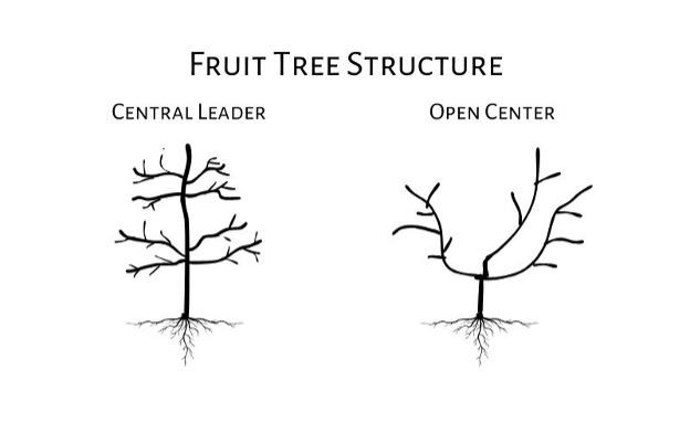 fruit tree structure