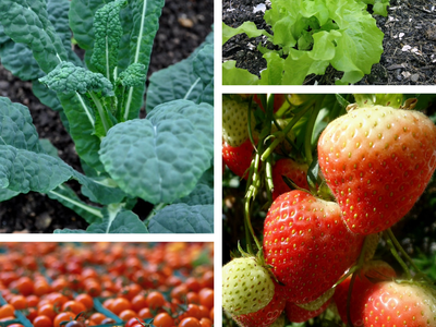 Collage: kale, lettuce seedlings, strawberries on vine, baskets of cherry tomatoes