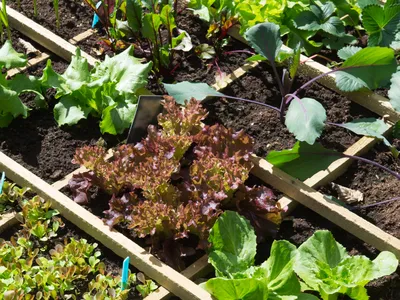Vegetable garden