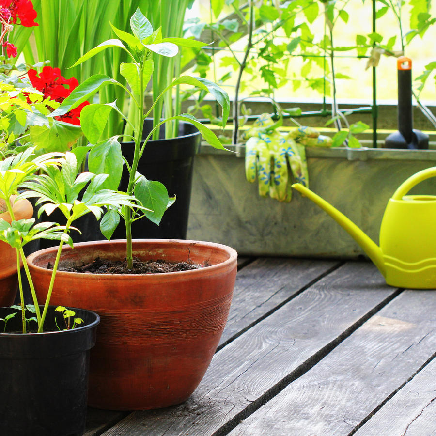 Tomato plant in container