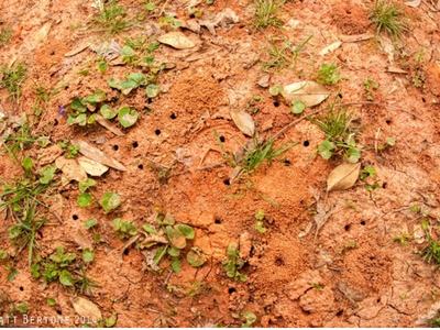 Ground Bees nesting contributed photo