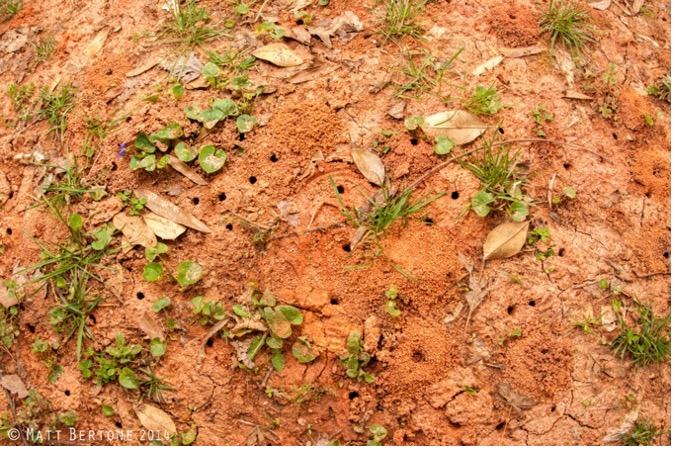 Ground Bees nesting contributed photo