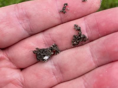 Ground pearl eggmass